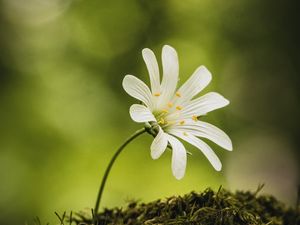 Превью обои цветок, мох, макро, лес