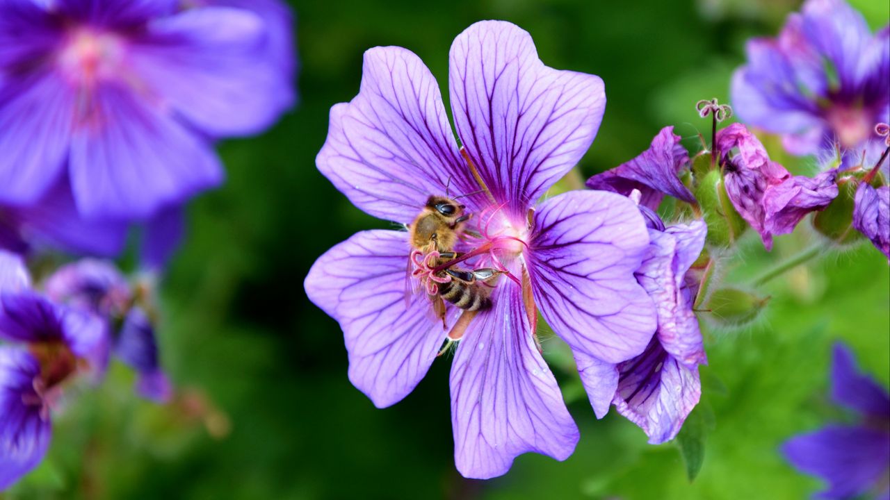 Обои цветок, нектар, пыльца, пчела