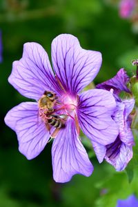 Превью обои цветок, нектар, пыльца, пчела