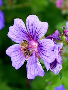 Превью обои цветок, нектар, пыльца, пчела