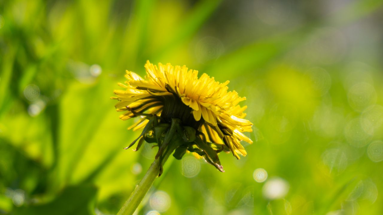 Обои цветок, одуванчик, желтый, трава, растения