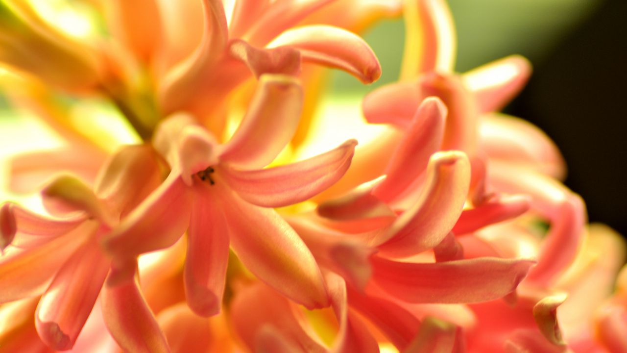Обои цветок, оранжевый, гиацинт, природа