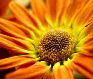 Превью обои цветок, оранжевый, крупным планом, лепестки
