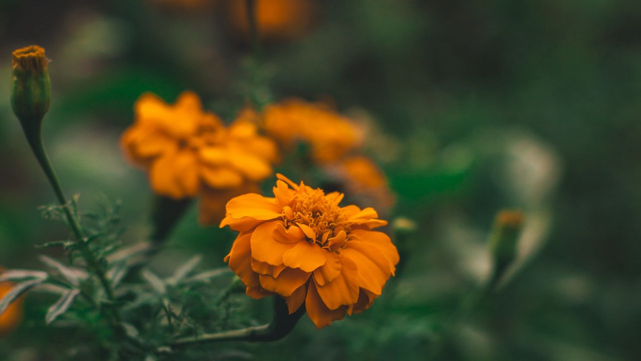 Обои цветок, оранжевый, макро, размытость, клумба