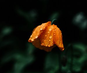 Превью обои цветок, оранжевый, мокрый, капли, макро
