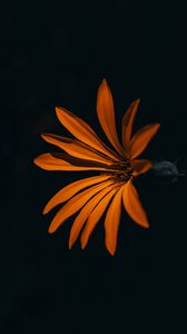 Превью обои цветок, оранжевый, темный, лепестки