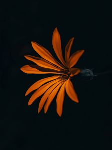 Превью обои цветок, оранжевый, темный, лепестки