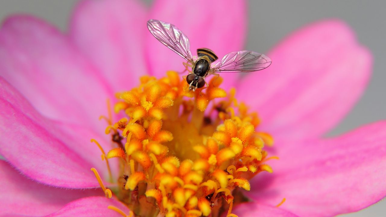 Обои цветок, пчела, лепестки