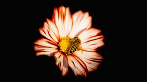 Превью обои цветок, пчела, насекомое, опыление