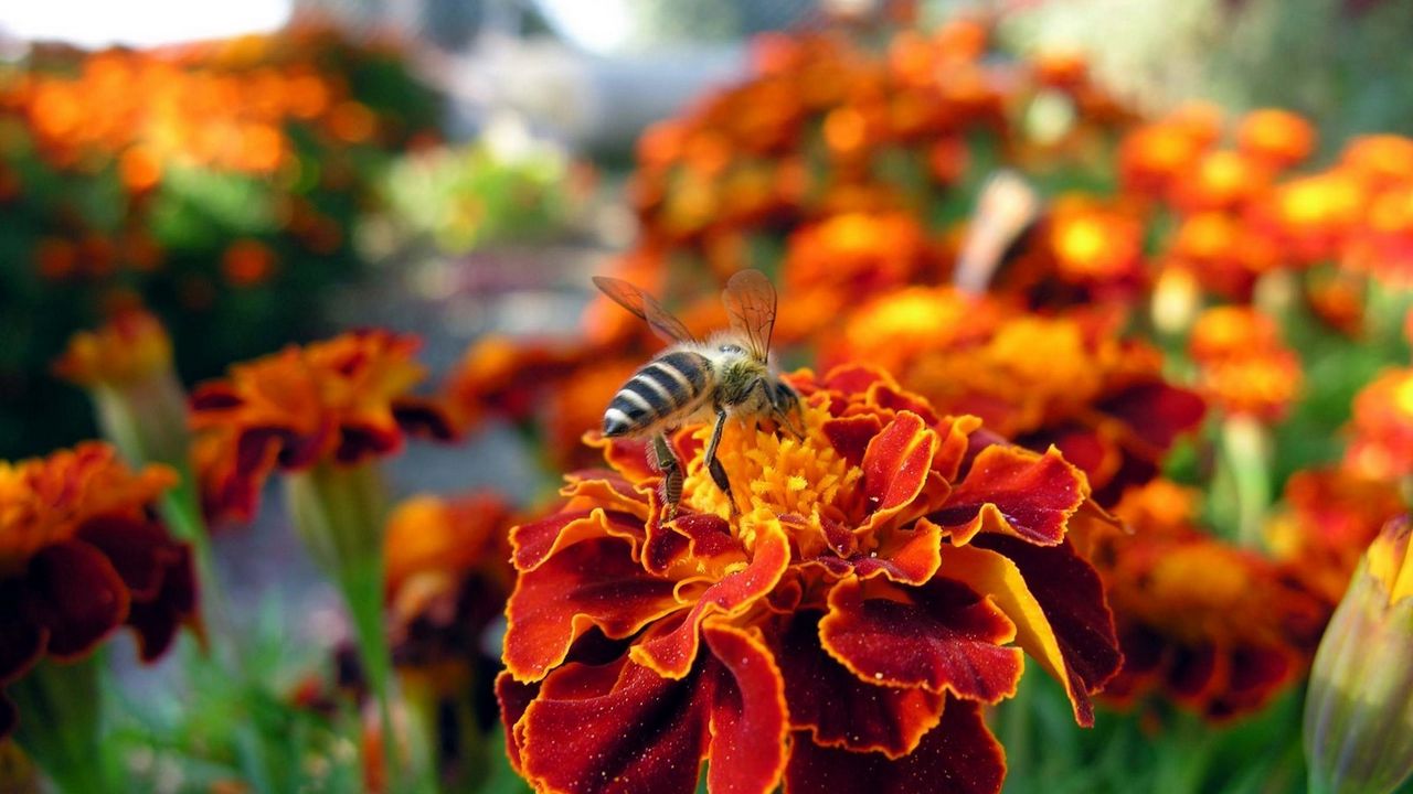 Обои цветок, пчела, опыление, насекомое, поляна