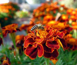Превью обои цветок, пчела, опыление, насекомое, поляна