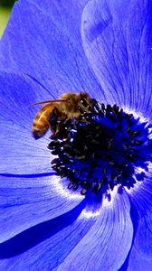 Превью обои цветок, пчела, природа