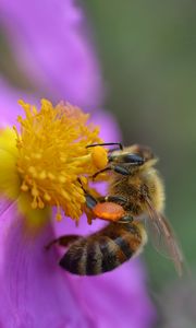 Превью обои цветок, пчела, пыльца, макро, фиолетовый