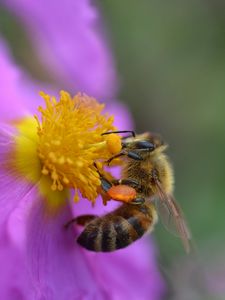 Превью обои цветок, пчела, пыльца, макро, фиолетовый