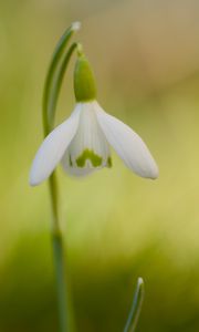Превью обои цветок, первоцвет, крупным планом, белый, зеленый