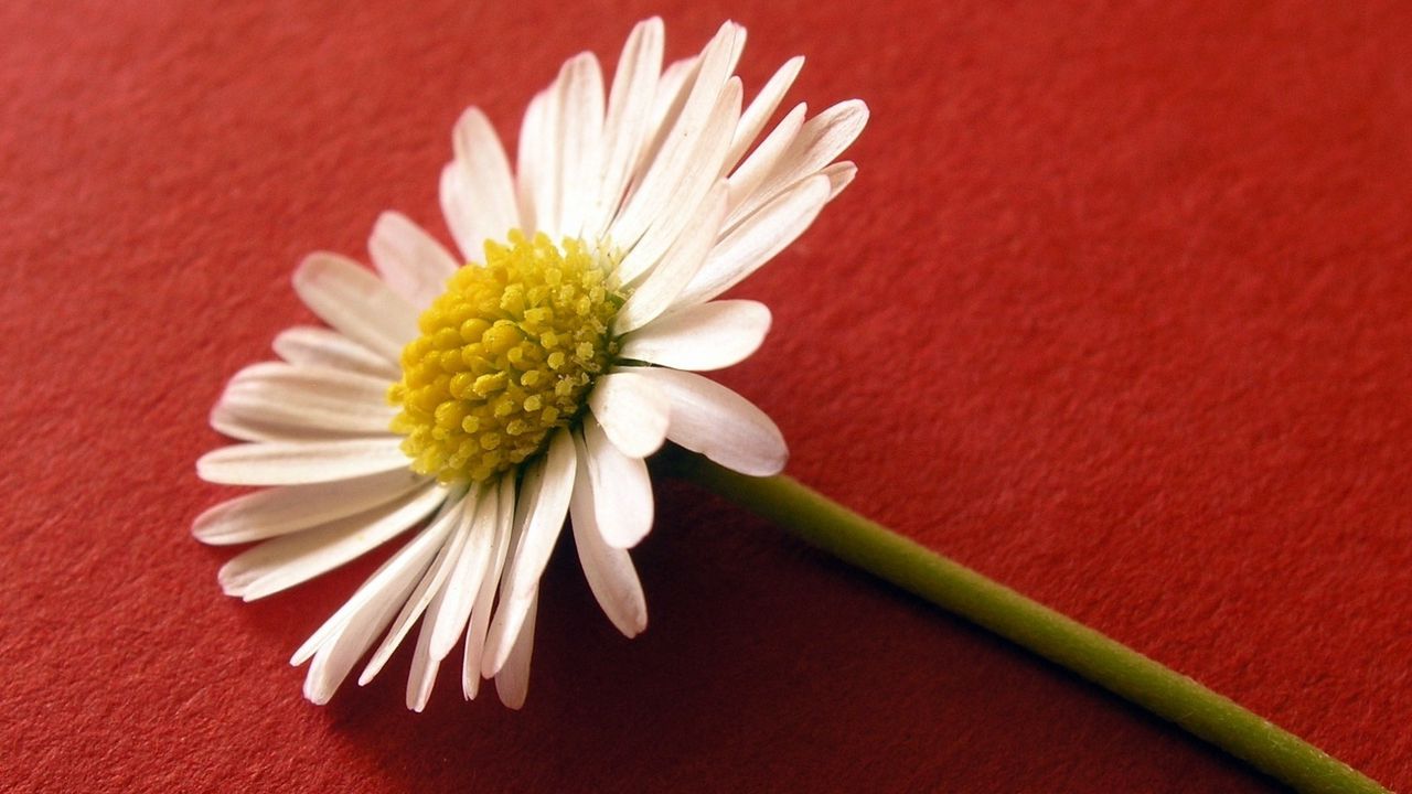 Обои цветок, пыльца, белый, поверхность
