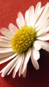 Превью обои цветок, пыльца, белый, поверхность