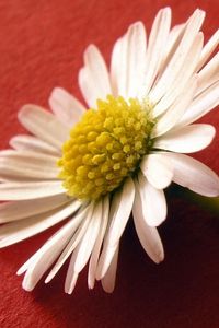 Превью обои цветок, пыльца, белый, поверхность