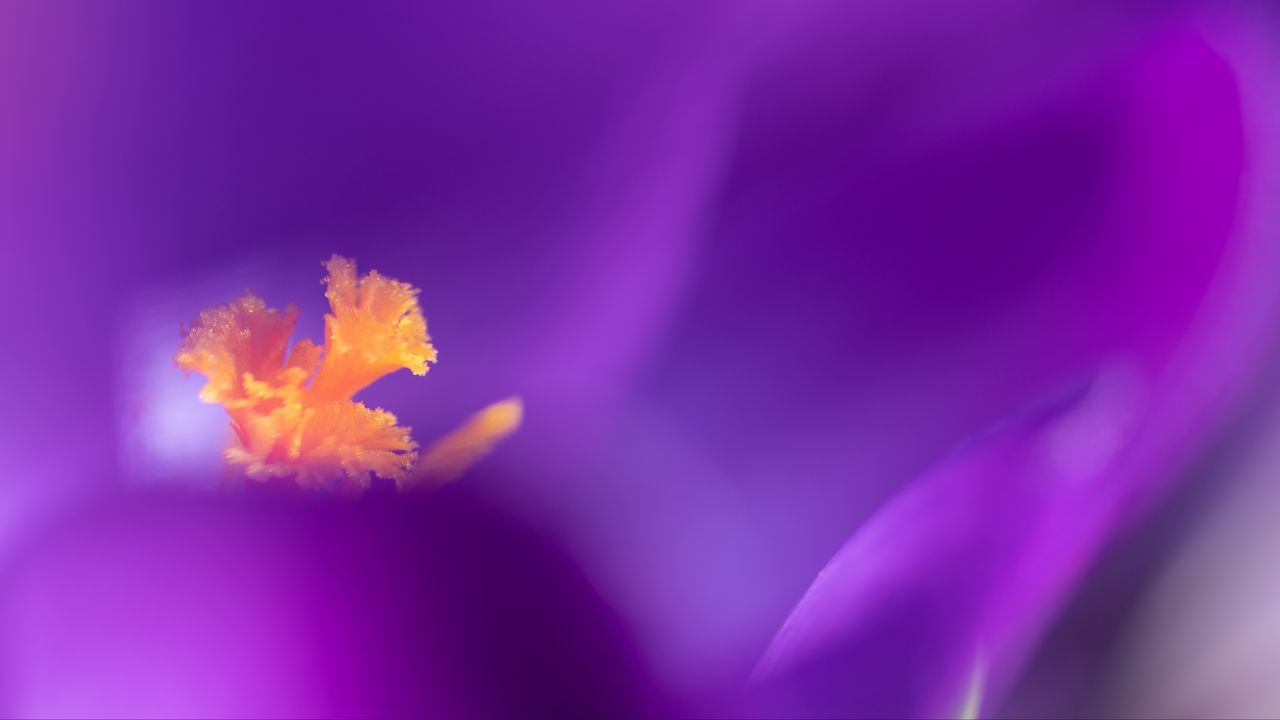 Обои цветок, пыльца, лепестки, макро, фиолетовый