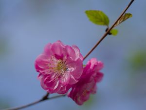 Превью обои цветок, пыльца, лепестки, макро, розовый