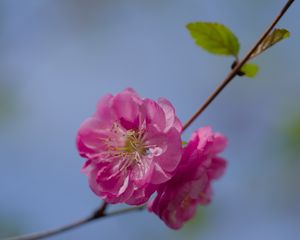 Превью обои цветок, пыльца, лепестки, макро, розовый