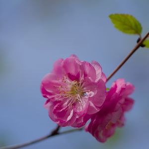 Превью обои цветок, пыльца, лепестки, макро, розовый