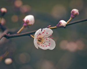 Превью обои цветок, пыльца, лепестки, весна, макро