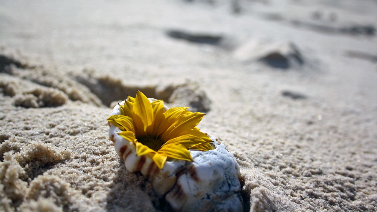 Обои цветок, ракушка, песок, пляж