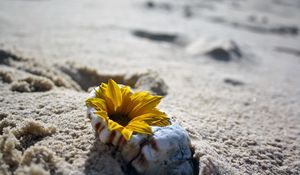 Превью обои цветок, ракушка, песок, пляж