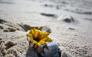 Превью обои цветок, ракушка, песок, пляж
