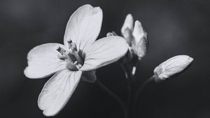 Превью обои цветок, растение, черно-белый, макро