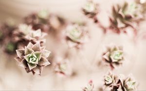 Превью обои цветок, растение, комнатное растение