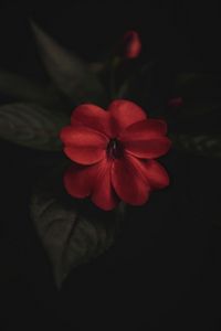 Превью обои цветок, растение, красный, макро