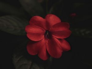 Превью обои цветок, растение, красный, макро