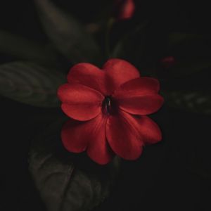 Превью обои цветок, растение, красный, макро