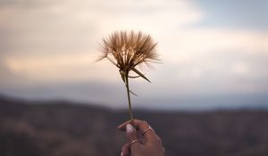 Превью обои цветок, растение, рука, украшения