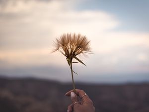 Превью обои цветок, растение, рука, украшения