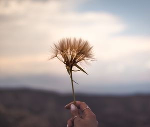 Превью обои цветок, растение, рука, украшения