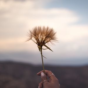 Превью обои цветок, растение, рука, украшения