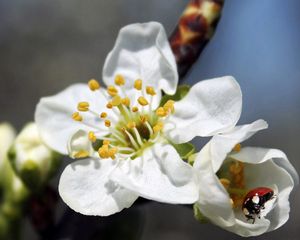 Превью обои цветок, растение, цветение, божья коровка