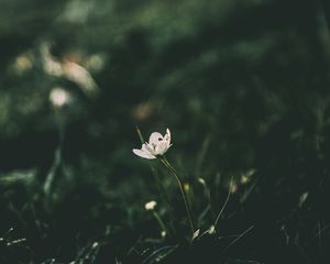 Превью обои цветок, размытость, стебель
