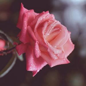 Превью обои цветок, роза, розовая, лепестки, капли