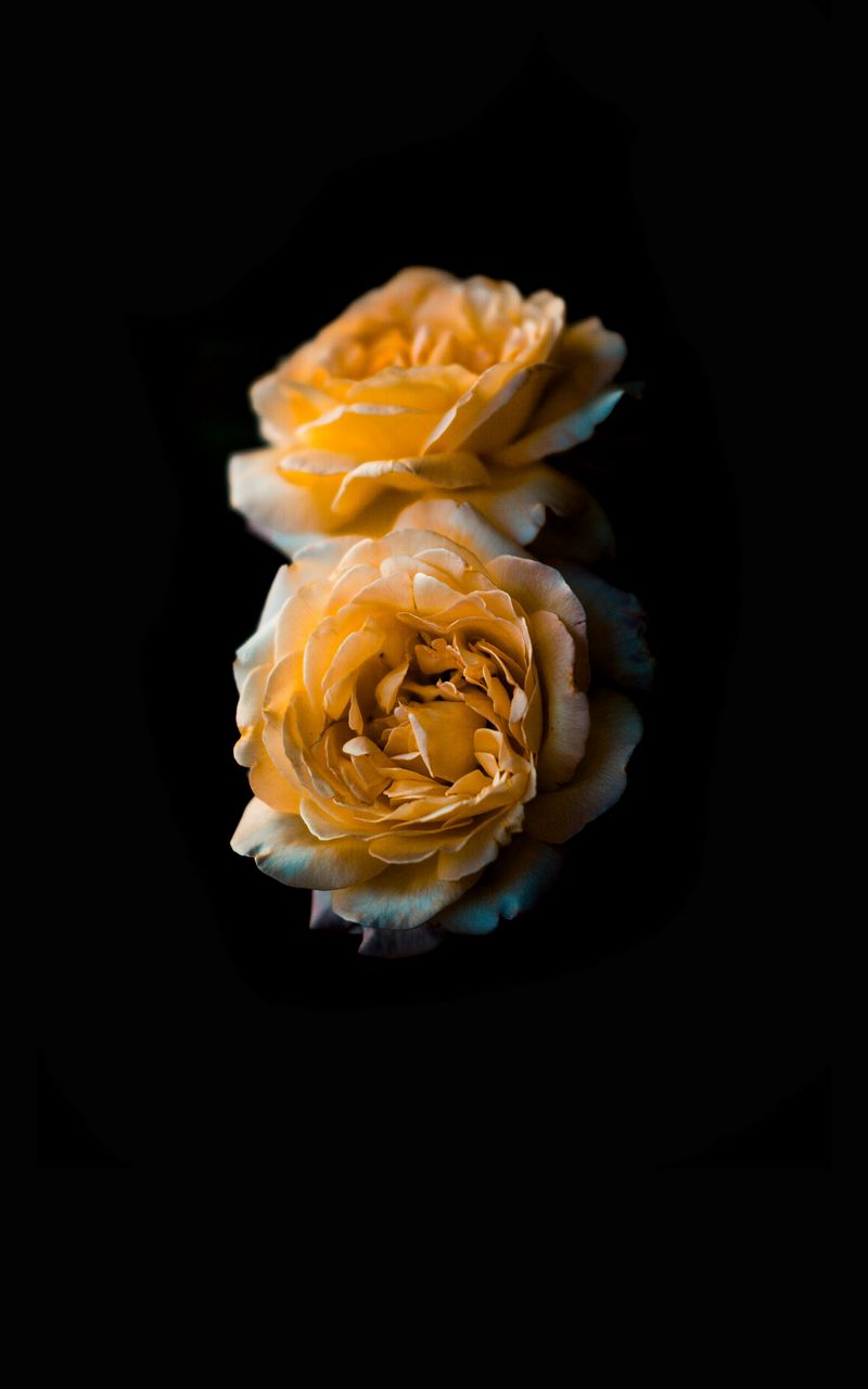 800x1280 Обои цветок, роза, желтый, бутон, темный фон