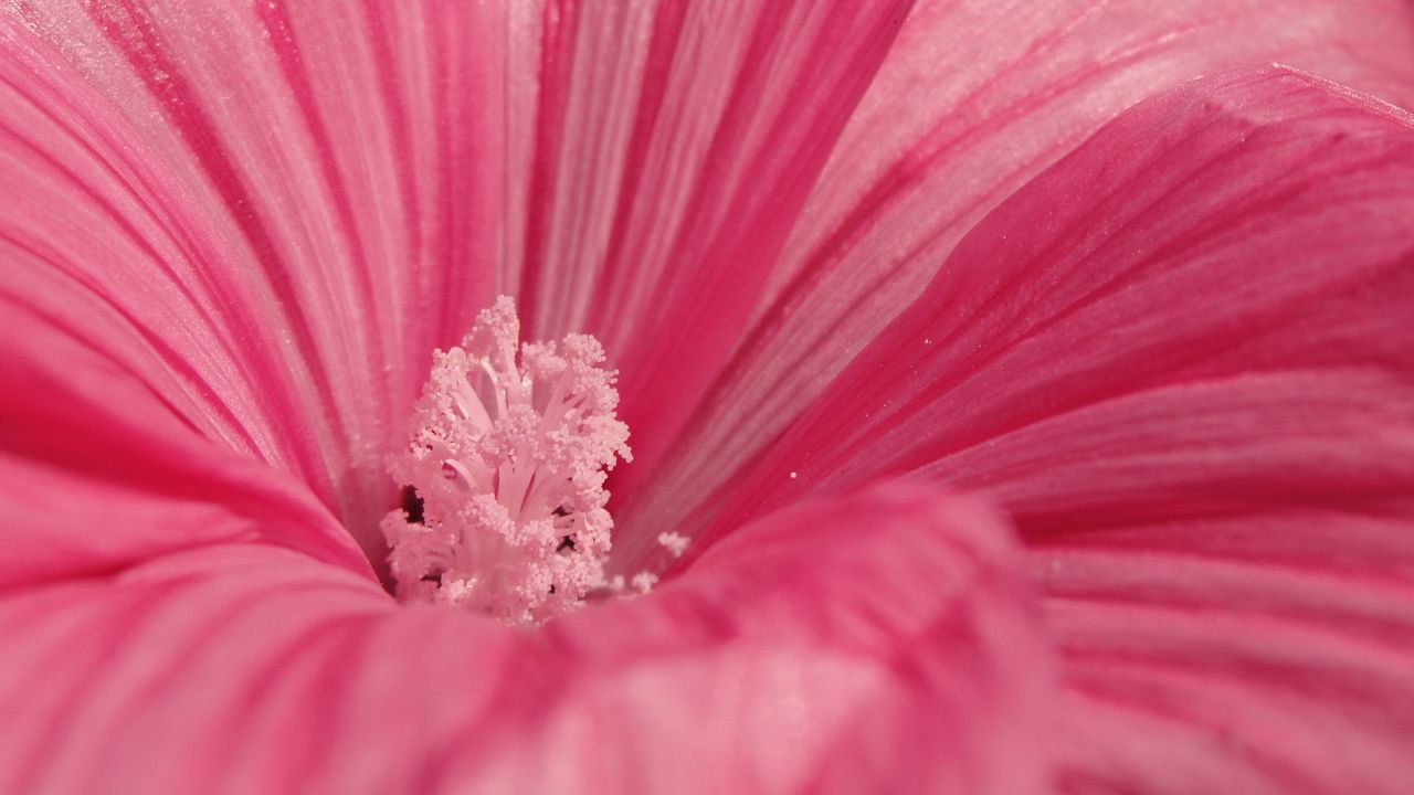 Обои цветок, розовый, лепестки, пыльца