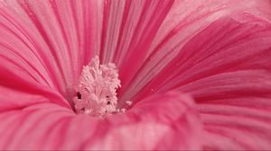 Превью обои цветок, розовый, лепестки, пыльца