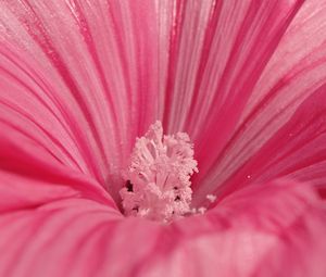 Превью обои цветок, розовый, лепестки, пыльца