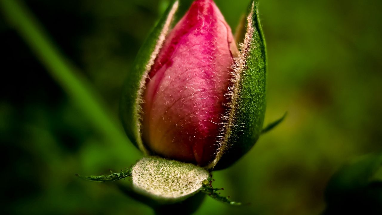 Обои цветок, розовый, листья, зеленый