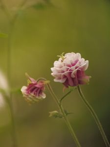 Превью обои цветок, розовый, макро, блюр, зеленый