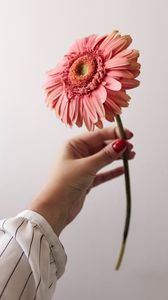 Превью обои цветок, розовый, рука