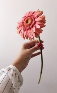 Превью обои цветок, розовый, рука